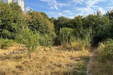 An area of long grass and small fruit trees, surrounded by taller trees, with a tower block just visible in the background