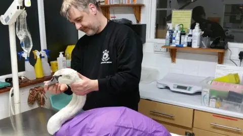 East Sussex Wildlife Rescue & Ambulance Service WRAS founder Trevor Weeks pictured treating an injured swan wearing a purple veterinary hospital gown.