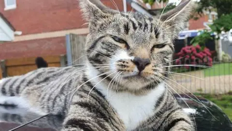 Rachel Sutherland Tiggles, a short-haired tabby cat. She has a white chest and is lying outside in a garden with her eyes half closed like she is going to sleep.