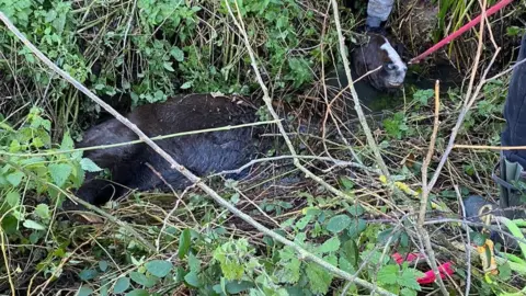 DWFR Horse in ditch