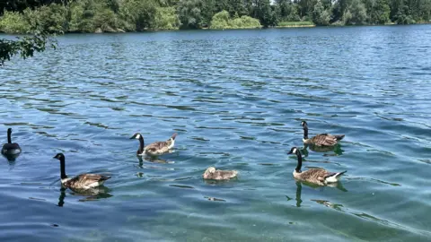 Walking Kate/Weather Watchers Ducks and geese in a lake in Northampton on a summer's day.