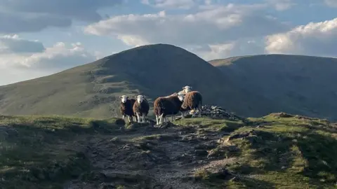 An image of a group of Herdwick sheep at the top of Grasmere. The fell is covered in low grass. The sky is blue with a few clouds.