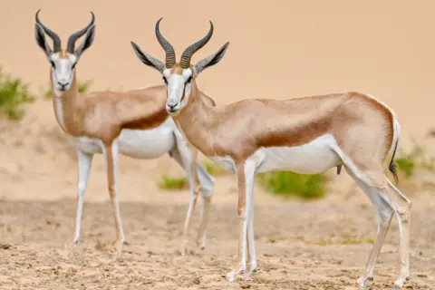 Getty Images Two oryx antelopes standing in the sandy Namibian desert. They have two curved horns and light brown fur with a white underbelly. They are looking towards the camera.