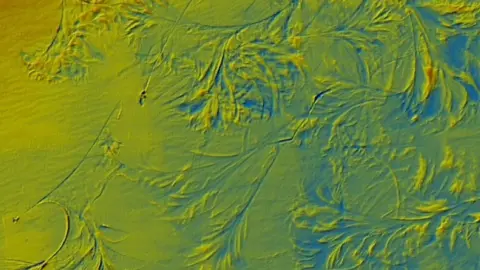 Dorset Wildlife Trust radar scan