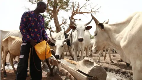 AFP/Getty Images A Fulani herdsman waters his cattle on a dusty plain between Malkohi and Yola town on 7 May, 2015