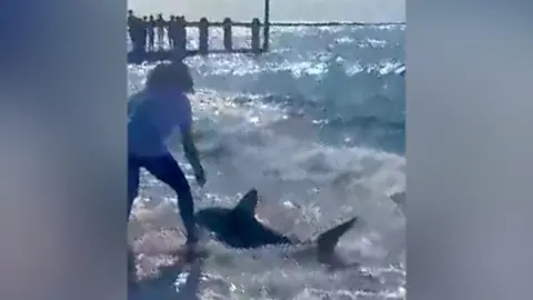 Person goes to aid of shark on beach at Aberysytwyth