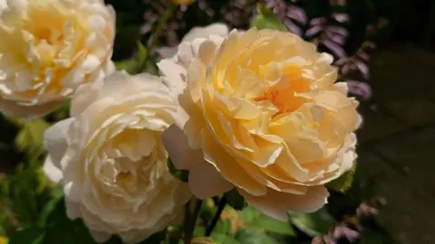 BBC Weather Watchers/The Blue Yonder  Flowers in Wednesfield. They look to be roses or similar with big, apricot-coloured petals. Three flowers are in view with green leaves in the background