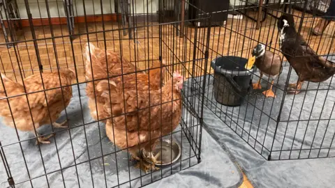 Two animal pens, one with chickens and one with ducks inside, on the floor of the village hall