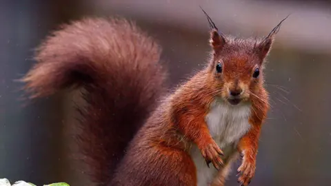 PA Media A red squirrel