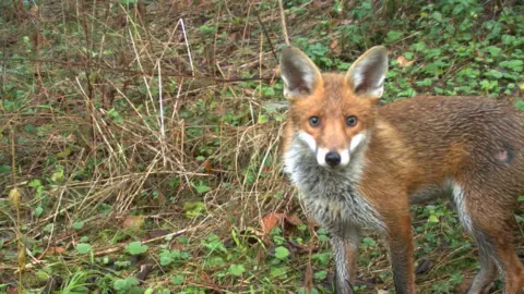 Pen-Yuan Hsing Red fox