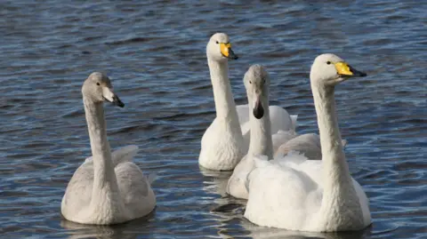 PA Media Four whooper swans swim in the water