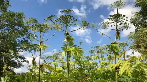 Several giant hogweed plants are silhouetted against a bright blue sky. The plants have multiple large seedheads coming off the top of the tall stem. There are three close up and many more further into the background.