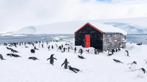 Jerome Viard A large number of penguins resting and standing on the snow outside one of the Port Lockroy buildings.