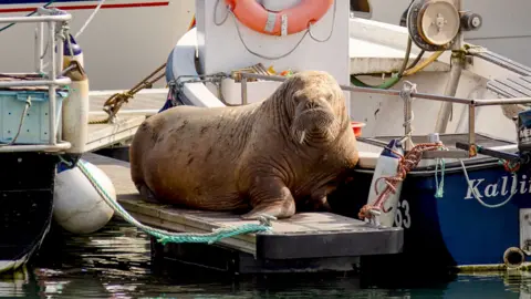 Alan Tough Walrus resting on a floating dock between moored boats, its large wrinkled body and long whiskers visible above calm harbour water.