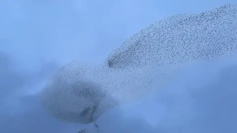 BBC/Harry Parkhill murmuration of starlings in Great Gonerby