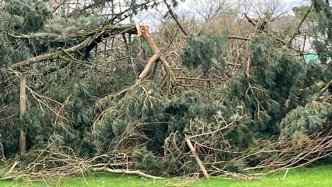 A close up images showing downed trees on the site