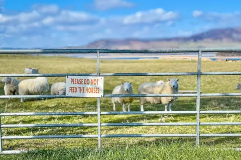 Allister Fraser Sheep in a field behind a fence which has a sign which says 'PLEASE DO NOT FEED THE HORSES'.