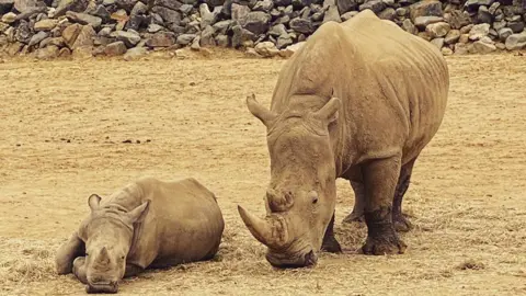 Jodie Halford/BBC Two rhinos pictured at Colchester Zoo.