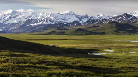 NOAA Green Arctic tundra