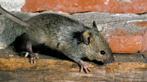 A mouse next to a brick