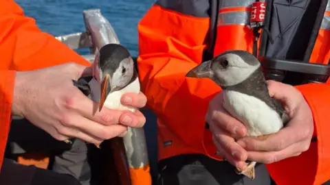 Two puffins being held by people in bright orange jackets 