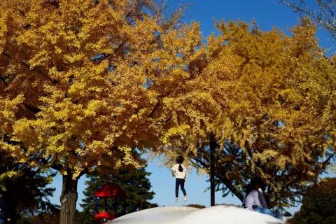 Issei Kato/Reuters A miss  plays nether  yellowish  ginkgo leaves astatine  Showa Kinen Park successful  Tokyo, Japan 