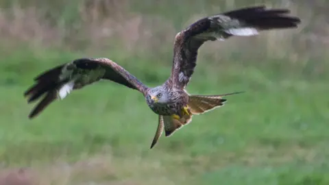 Richard Towell The red kite