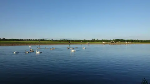 SATURDAY - Swans and ducks on the river at Port Meadow on a sunny evening