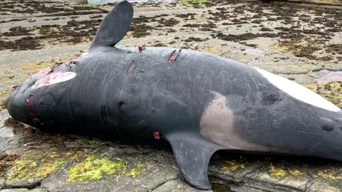 Emma Neave-Webb/OMMRI whale