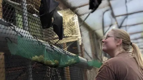 Jersey Zoo Mammal Keeper Nicola Shaw is looking at the bats on the netting.