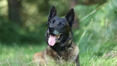 Nottinghamshire Police Dexter the police dog who is a malinois cross