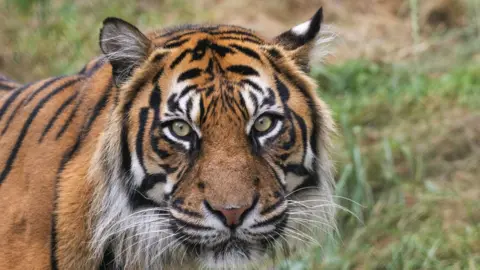 West Midlands Safari Park Sumatran tiger