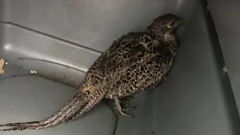 RSPCA Female pheasant inside a car