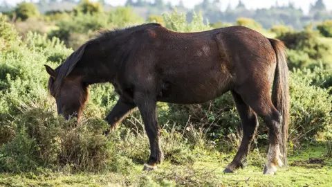 Forestry England New Forest pony grazing