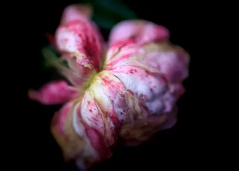 Rachael Andrews Rain damaged rose