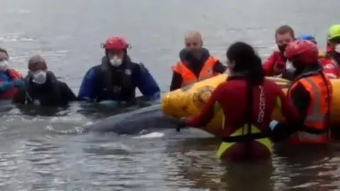 Natalia Tochenykh Minke whale being rescued