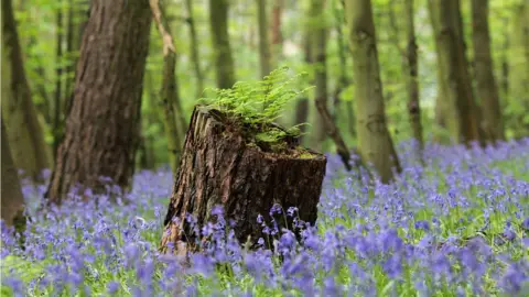 Getty Images Woodland