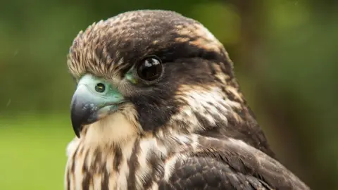 Chris Skipper TD the peregrine