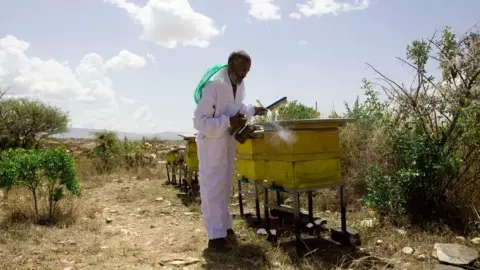 Getty Images Honey farmer Alem Abreha in the Tigray region of northern Ethiopia on March 29, 2017