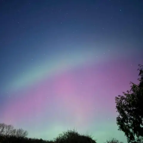 MrsWebb A blue, green and purple aurora in a starry sky with silhouetted trees.