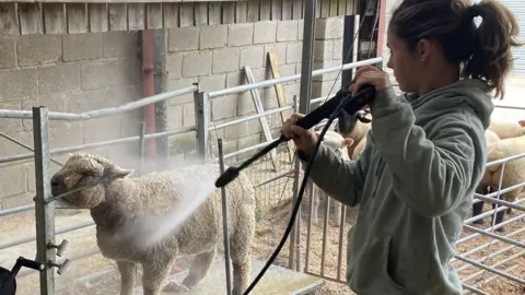 Amy Byford uses a jet washer hose to clean a sheep that stands on a metal stand. Ms Byford points the water at the sheep's shoulder. She wears a grey hoodie and her brown hair has been tied up into a ponytail. 