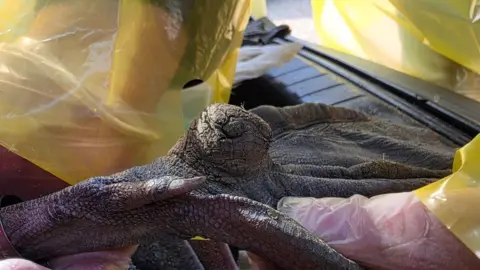 South Essex Wildlife Hospital A close-up of a swan's foot which has swollen considerably at the heel. A person's hands in plastic gloves are holding it in position.