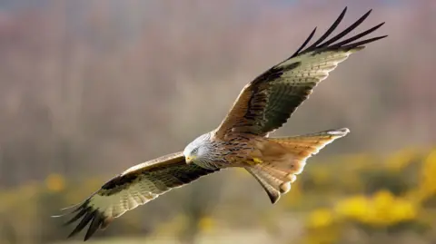 Bird with white head and massive wingspan. It is red and has a yellow beak. 