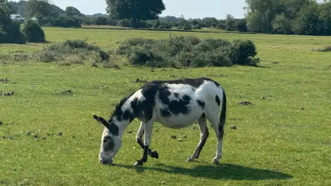 A black and white pony eating grass in the foreground with gorse buses in the background and a sunny ski above