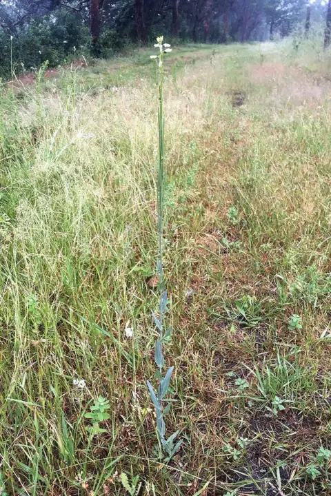 Citizen Zoo A long thin green plant with white flowers at the top.