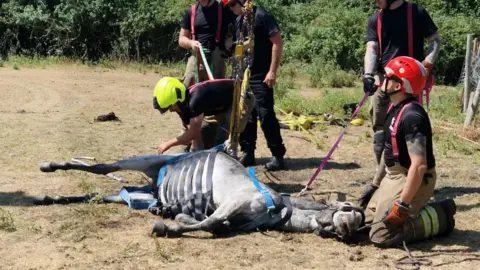 Supplied A donkey in a hoist resting on the ground. Firefighters are surrounding her.