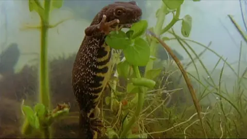 A great crested newt in the water eating a green plant.