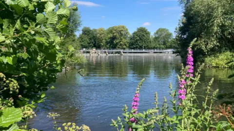 TAG A river with a weir in the distance, purple flowers in the foreground.