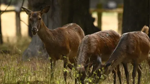 Volunteer ranger Chris Deer at Wollaton Park