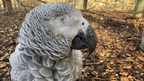 An African grey parrot with one eye. Her bean is curved and black, and she is standing with her lost eye facing the camera, on top of brown bark and mulch inside an enclosure 